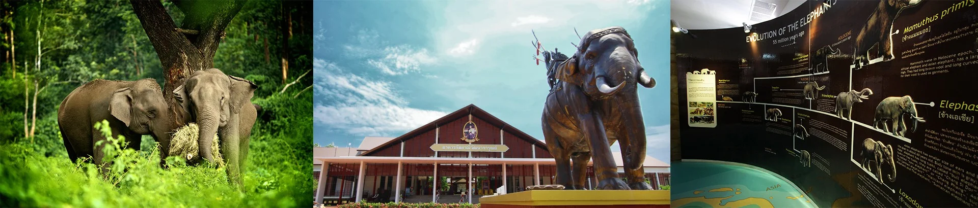 สถาบันคชบาลแห่งชาติ ในพระอุปถัมภ์ฯ